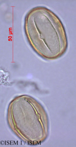 Heliotropium supinum - lame n° 28884